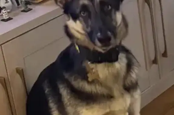 Missing dog Los Angeles, photo: Timid Lost Dog: Black & Grey in LA