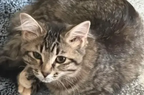 Lost Tabby Kitten in Wellington Area