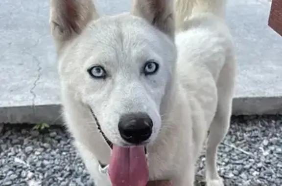 Animales encontrados Santa Catarina, foto: Husky Joven de Ojos Azules Encontrado en SC