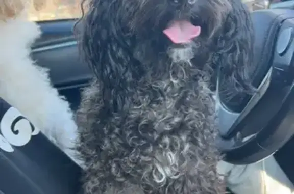 Lost and found pets , photo: Lost Dog: Pink Harness, Stripe Chest