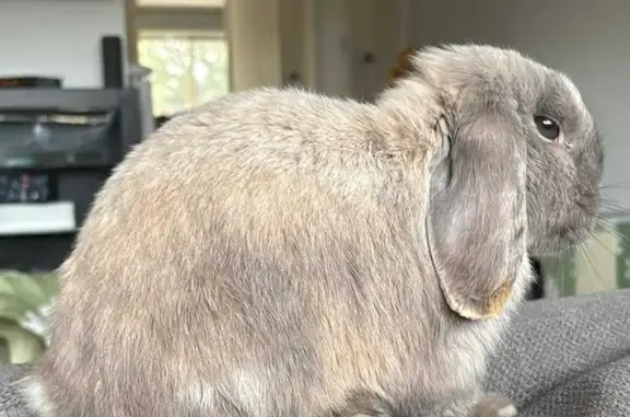 Lost pets Melbourne, photo: Lost Mini Lop Rabbit - Diamond Ave, Melb