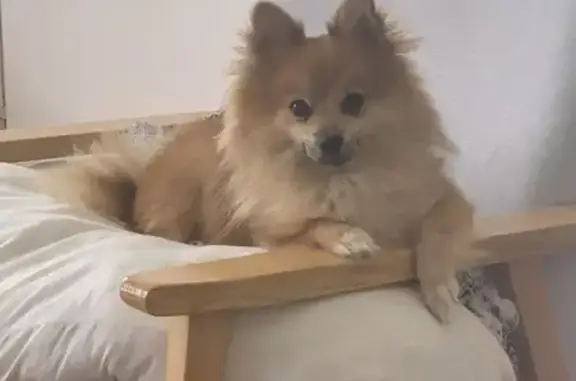 Lost pets , photo: Lost Gold Fur Dog: Friendly & Shy in Fairfield