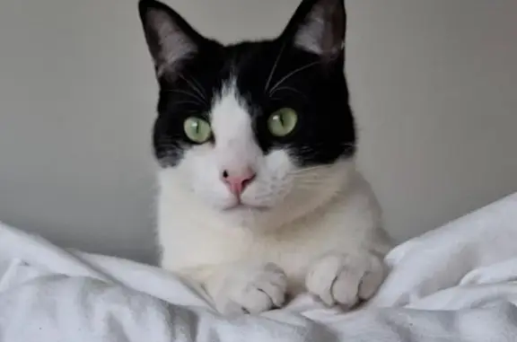 Lost Black & White Cat: Blue Collar, Bayside