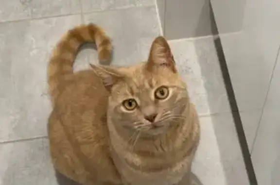 Lost Cream Cat: Big Build, Green Eyes