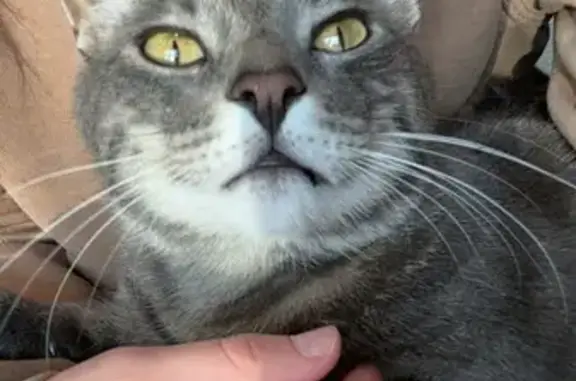 Lost Grey Tabby: Big-Eyed & Shy in Graham