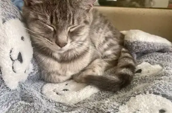Lost and found pets Atlanta, photo: Sweet Gray Tabby Found: Peachtree Park