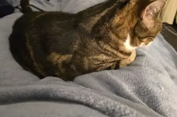 Lost Cat: White-Patched Beauty in Victoria