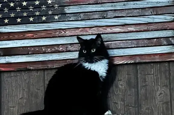 Missing cat Benson, photo: Lost Cat: Black & White, Declawed, Benson