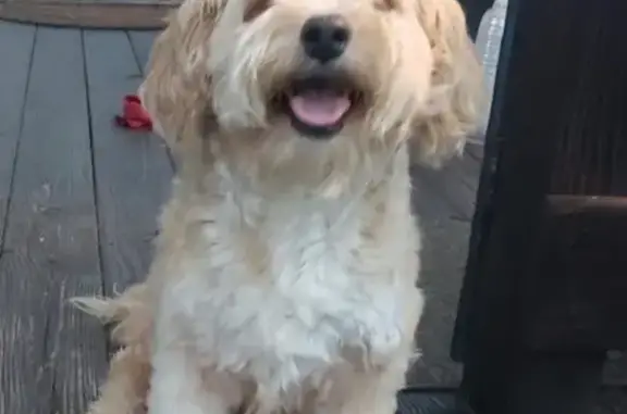 Lost Dog: Tan with Tumor, Thomasville