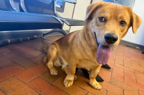 Lost and found pets Norcross, photo: Found Dog on Jimmy Carter Blvd, Norcross