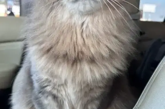 Gata Perdida: Beige y Gris, Ojos Verdes
