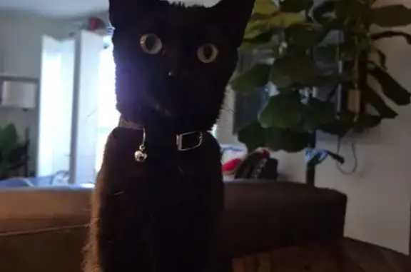Lost Black Cat: Green Eyes, Eustis St