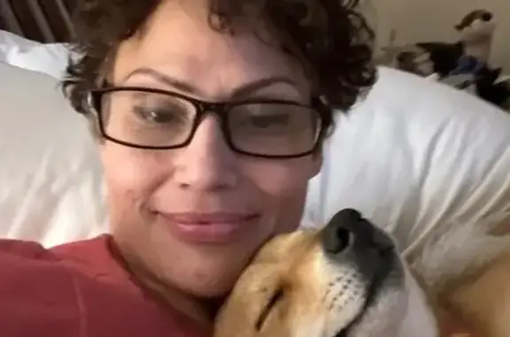 Lost Sweet Dog 'Kiy' in Saint Robert