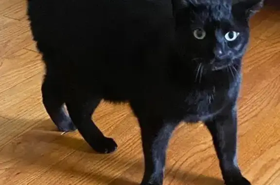 Lost Black Cat: Friendly & Neutered