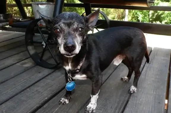 Lost Dog: Grey Face, White Paw - Vista Rd