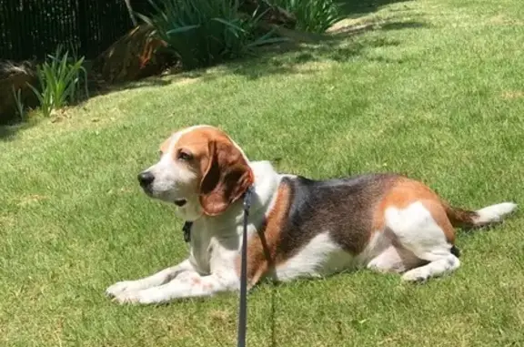 Lost Beagle: Tri-Color, Orange Collar