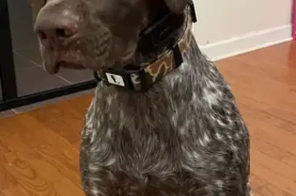 Lost Dog: Scarred Leg, Maverick Trail