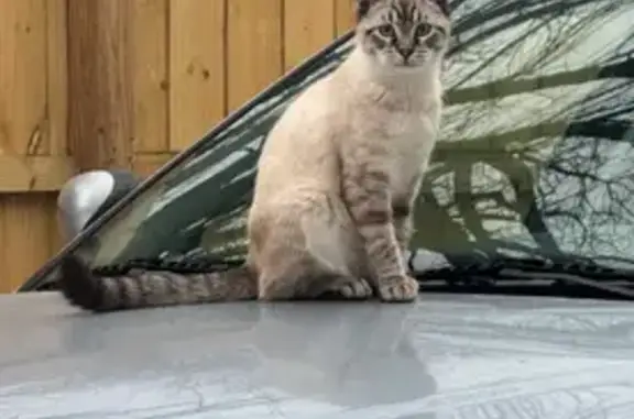 Lost Cat on High Street, Seaford