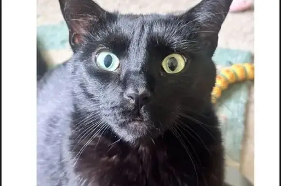 Lost Large Black Cat: Timid & Friendly
