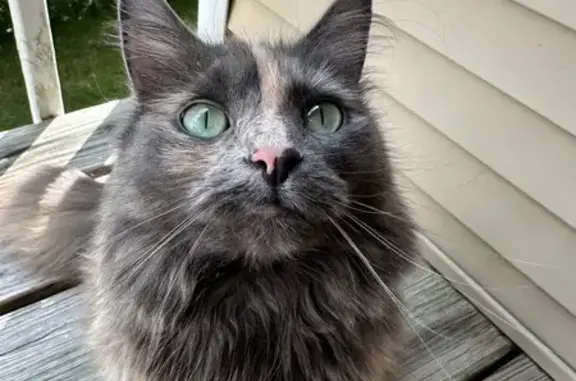 Lost Cat: Fluffy Tail & Green Eyes