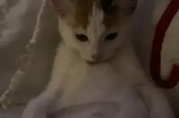 Help Find Dior: Lost Cat in Darebin