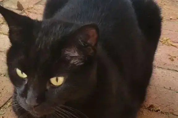 Missing cat Brandon, photo: Missing: Mini Panther Cat in Brandon