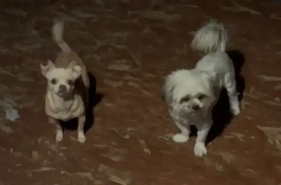 Lost Dogs: Molly & Princess in OKC