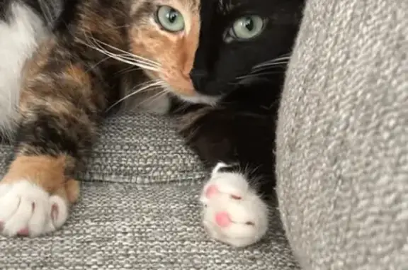 Lost Cat: Shy Tri-Color in Laurel Springs