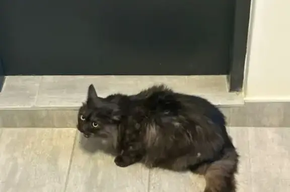Lost Cat Noshi: R2000 Reward Offered!