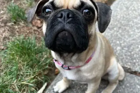 Lost Fawn Pug Puppy on Broadstone Dr