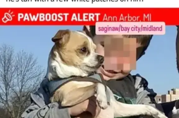 Missing dog Michigan Center, photo: Lost Tan Dog with White Patches in Ann Arbor
