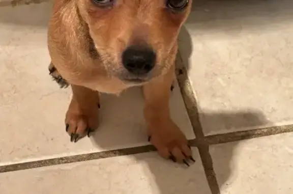 Lost Light Brown Dog in Round Lake Beach