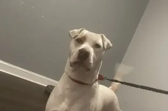 Lost Dog: Brown Spots Near Pentecostal St