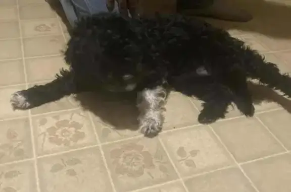 Missing dog Long Prairie, photo: Lost Small Black Dog, One White Paw