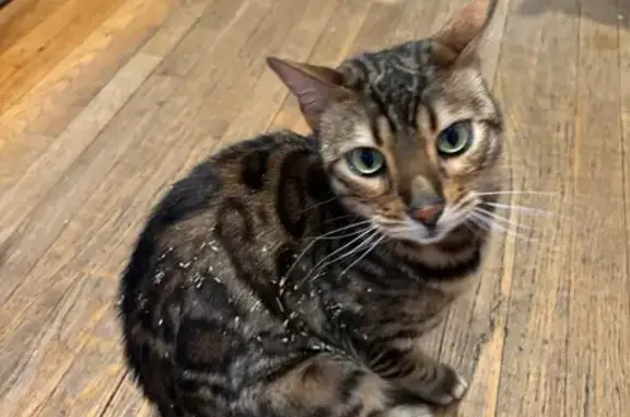 Lost Bengal Cat: Friendly, Vocal, Microchipped