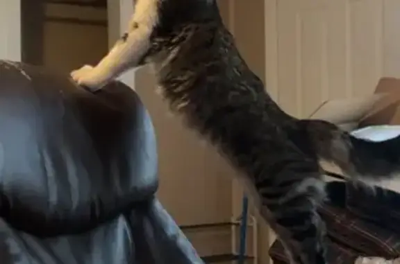 Lost Timid Cat: Grey & White in OKC