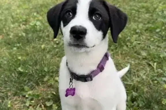 Lost Timid Puppy: White & Black Spots