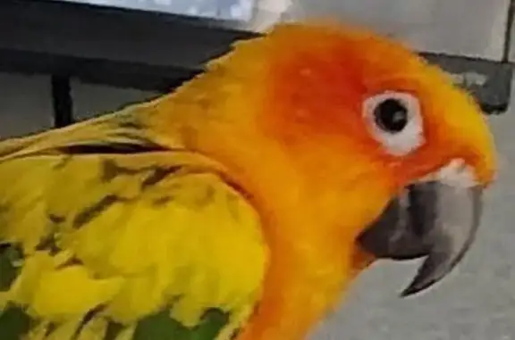 Lost and found pets Sacramento, photo: Lost Vibrant Bird: Loud Squawker in SAC
