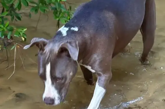 Help Find Sensi: Gray Dog with Hip Issues