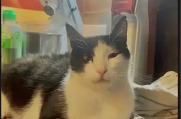 Animaux trouvés Lorgues, photo: Chat noir et blanc perdu à Lorgues