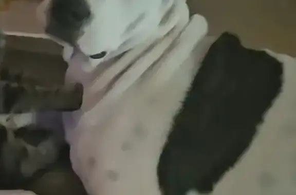 Lost Dog: White with Unique Spots, 3732
