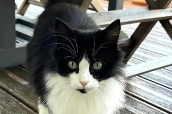 Animaux trouvés , photo: Jeune chatte câline trouvée à Verdelais