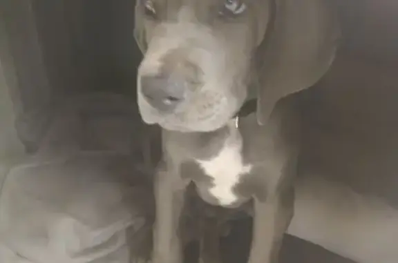 Chien perdu , photo : Jeune dogue allemand gris perdu à Mazinghem
