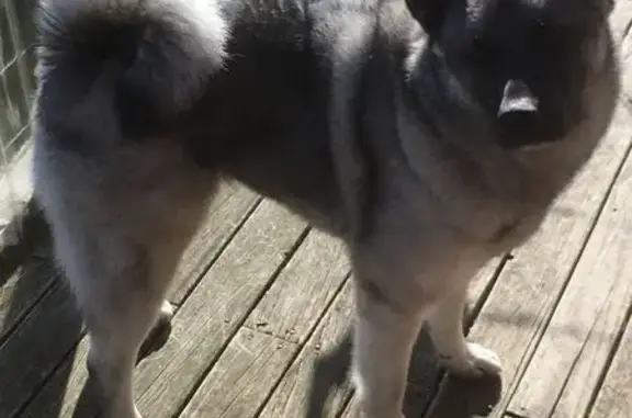 Lost Dog: Husky-Pom Mix in Geelong