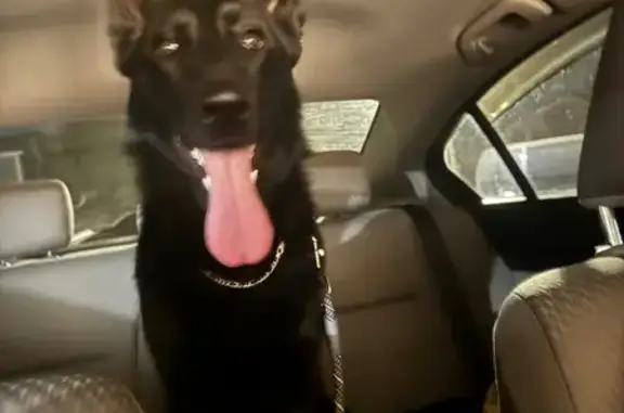 Lost and found pets Reynoldsburg, photo: Found: Energetic Black Dog in Reynoldsburg