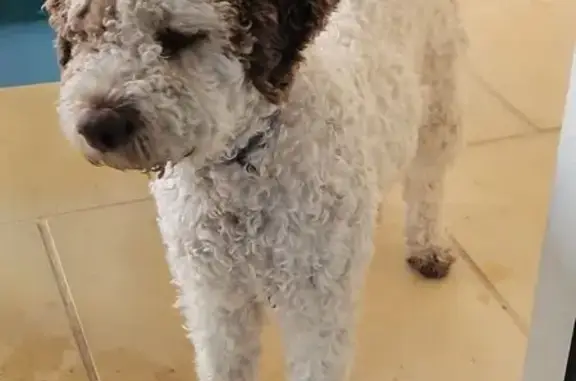 Animaux trouvés Montoison, photo: Chien joueur trouvé avec collier bleu