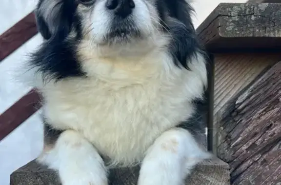 Lost Pomeranian: East 19th St, Oakland