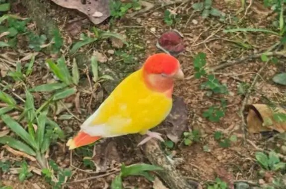 Lost and found pets Singapore, photo: Colorful Bird Found Near Sengkang Playground