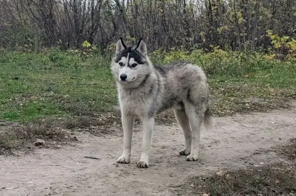 Знайдено хаскі в Ізюмі: шукаєм...