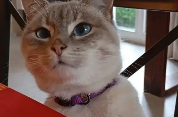 Chat perdu, , photo: Chatte beige perdue, Les Essarts-le-Roi
